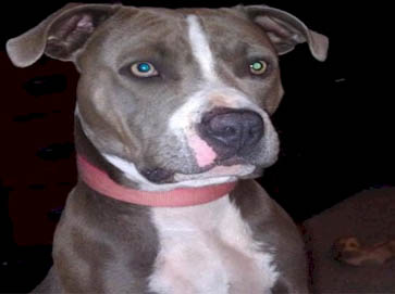 blue PitBull pictures 1