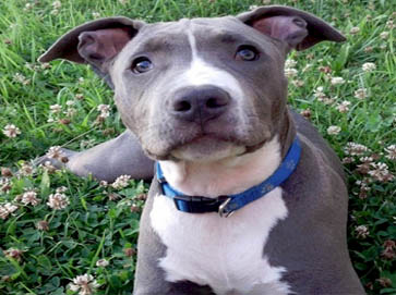 blue PitBull pictures 10