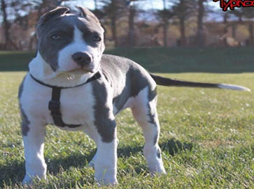 blue PitBull pictures 11