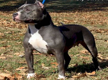 blue PitBull pictures 13