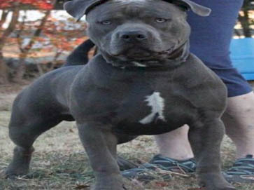 blue PitBull pictures 14