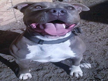 blue PitBull pictures 5