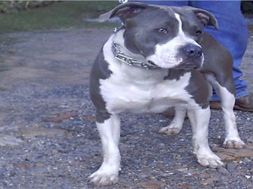 blue PitBull pictures 7