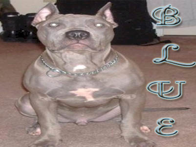 Blue PitBull pictures