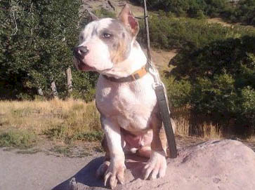 merle PitBull pictures 10