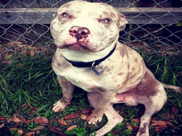 merle PitBull pictures 13