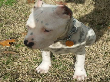 merle PitBull pictures 5