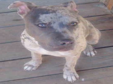 merle PitBull pictures 6