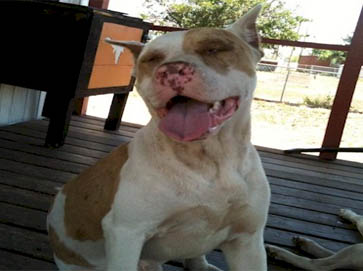 merle PitBull pictures 9