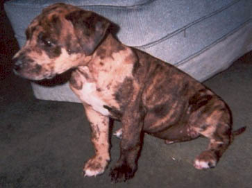 merle PitBull puppy pictures 10