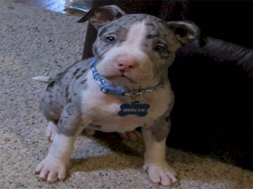merle PitBull puppy pictures 11