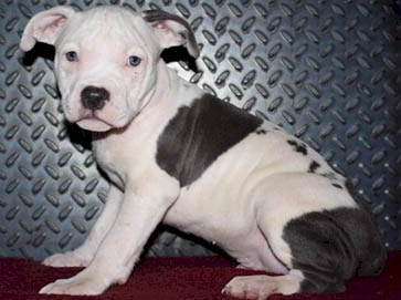 merle PitBull puppy pictures 14