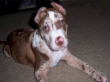 merle PitBull puppy pictures 17