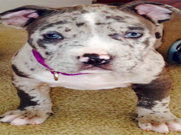 merle PitBull puppy pictures 2