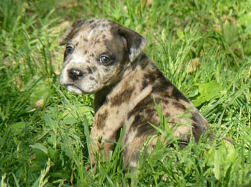 merle PitBull puppy pictures 3