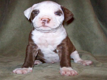 merle PitBull puppy pictures 4