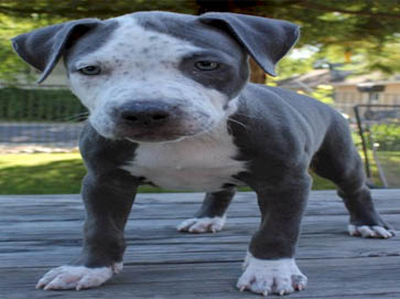 merle PitBull puppy pictures 6
