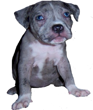 merle PitBull puppy picture