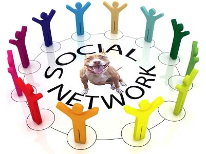 PitBull Social Network