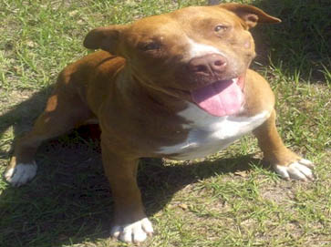 red PitBull pictures 5