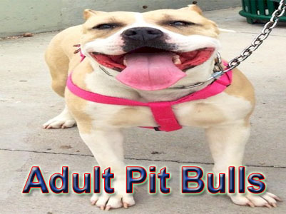 adult PitBull pictures