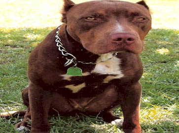 and tan PitBull pictures 18