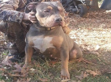 and tan PitBull pictures 5