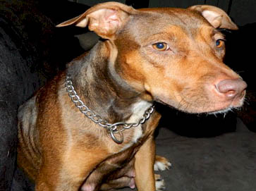 and tan PitBull pictures 6