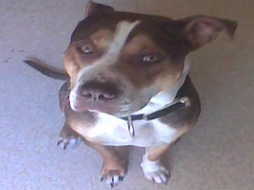 and tan PitBull pictures 9