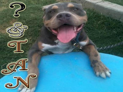 And Tan PitBull pictures