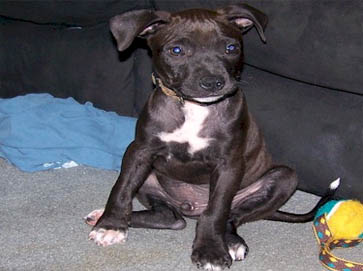black PitBull puppy pictures 10