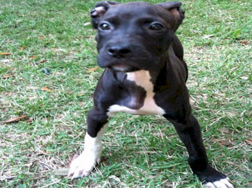 black PitBull puppy pictures 11