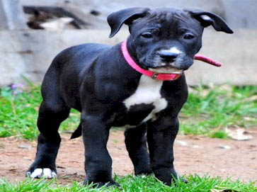 black PitBull puppy pictures 12
