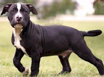 black PitBull puppy pictures 14