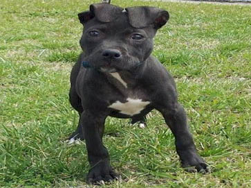 black PitBull puppy pictures 16