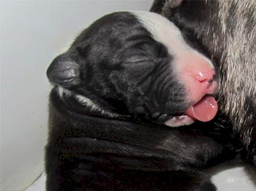 black PitBull puppy pictures 17
