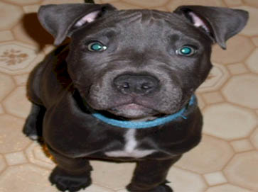black PitBull puppy pictures 18