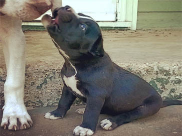 black PitBull puppy pictures 2