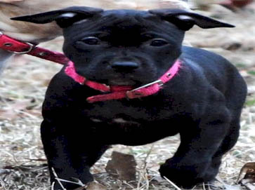 black PitBull puppy pictures 3