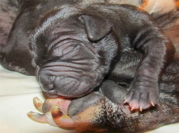 black PitBull puppy pictures 4