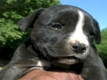 black PitBull puppy pictures 5