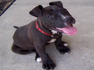 black PitBull puppy pictures 8