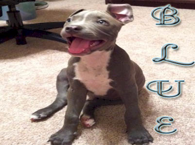 Blue PitBull puppy pictures