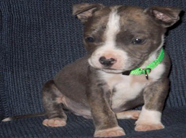 brindle PitBull puppy pictures 12
