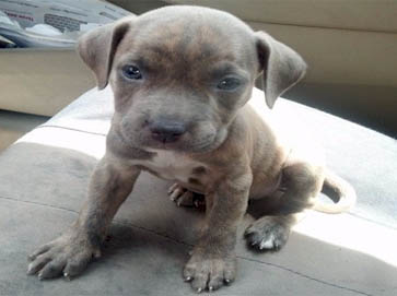 brindle PitBull puppy pictures 14