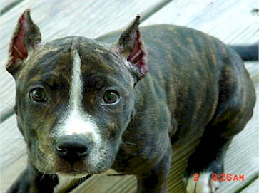 brindle PitBull puppy pictures 15