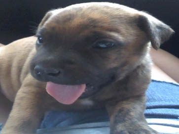 brindle PitBull puppy pictures 18