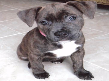 brindle PitBull puppy pictures 2