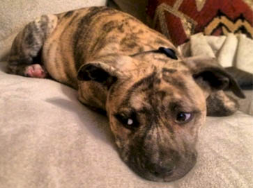 brindle PitBull puppy pictures 3