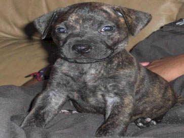 brindle PitBull puppy pictures 8